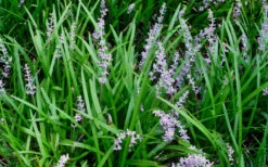 Creeping Lilyturf - Liriope Spicata - 3 Pack Of Pint Pots -Wilson Bros Gardens Liriope Spicata 50 4