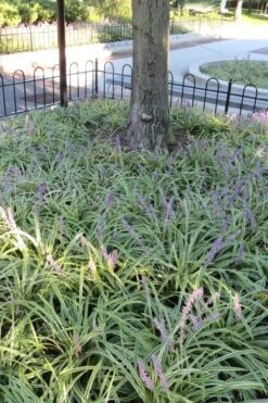 Variegated Liriope (Monkey Grass / Lilyturf) - 1 Gallon Pot -Wilson Bros Gardens Liriope Variegata 6 1