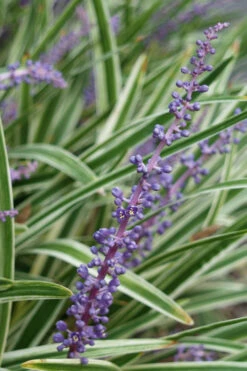 Variegated Liriope - Lilyturf - 54 Pack Of Pint Pots -Wilson Bros Gardens Liriope Variegata 7 7