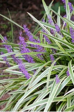 Variegated Liriope (Monkey Grass / Lilyturf) - 1 Gallon Pot -Wilson Bros Gardens Liriope Variegated 15 1
