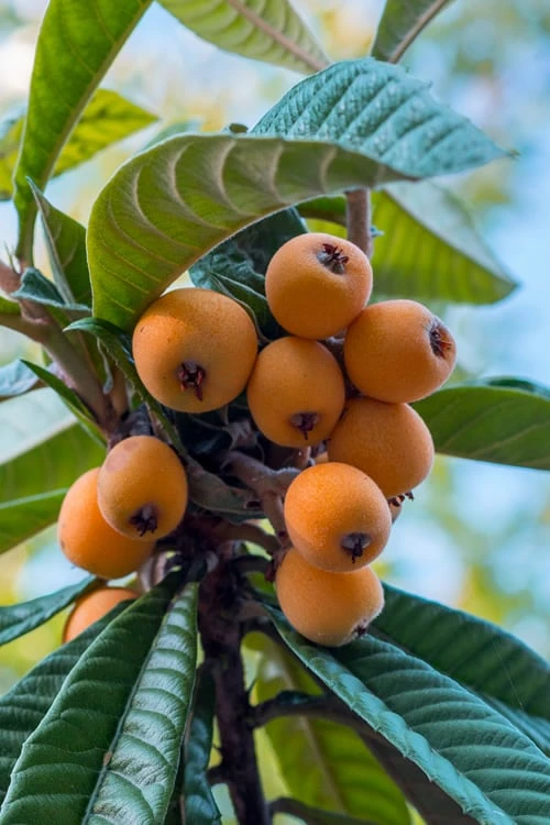 Loquat Tree - Eriobotrya Japonica - 3 Gallon Pot 1 Loquat Tree - Eriobotrya Japonica - 3 Gallon Pot