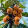 Loquat Tree (Eriobotrya Japonica) - 5 Gallon Pot
