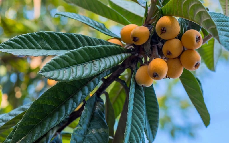 Loquat Tree - Eriobotrya Japonica - 3 Gallon Pot 5 Loquat Tree - Eriobotrya Japonica - 3 Gallon Pot - Image 5