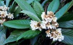 Loquat Tree - Eriobotrya Japonica - 3 Gallon Pot 11 Loquat Tree - Eriobotrya Japonica - 3 Gallon Pot -Wilson Bros Gardens Loquat Tree Flowers