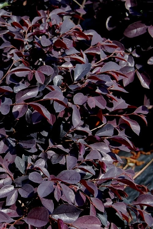 Carolina Midnight Loropetalum - 1 Gallon Pot 4 Carolina Midnight Loropetalum - 1 Gallon Pot - Image 4