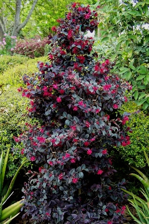 Carolina Midnight Loropetalum - 1 Gallon Pot 1 Carolina Midnight Loropetalum - 1 Gallon Pot