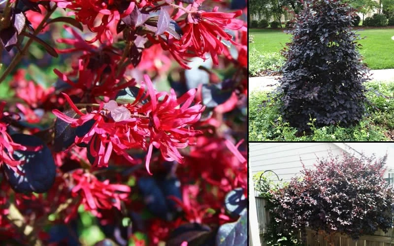 Carolina Midnight Loropetalum - 3 Gallon Pot 5 Carolina Midnight Loropetalum - 3 Gallon Pot - Image 5