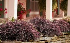 Purple Pixie Loropetalum - 2.5 Quart Pot 11 Purple Pixie Loropetalum - 2.5 Quart Pot -Wilson Bros Gardens Loropetalum Purple Pixie 102 2