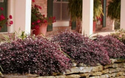 Purple Pixie Loropetalum - 3 Gallon Pot -Wilson Bros Gardens Loropetalum Purple Pixie 102 5