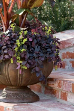 Purple Pixie Loropetalum - 1 Gallon Pot 13 Purple Pixie Loropetalum - 1 Gallon Pot -Wilson Bros Gardens Loropetalum Purple Pixie 104 4