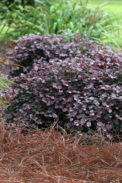 Purple Pixie Loropetalum - 2.5 Quart Pot 1 Purple Pixie Loropetalum - 2.5 Quart Pot