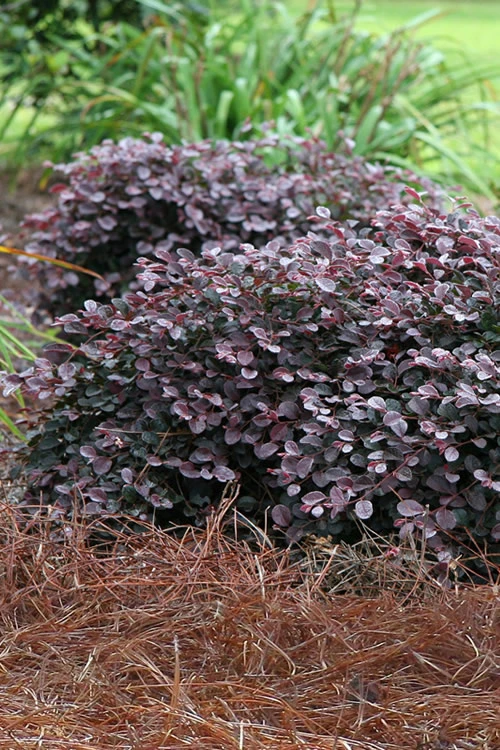 Purple Pixie Loropetalum - 1 Gallon Pot 1 Purple Pixie Loropetalum - 1 Gallon Pot