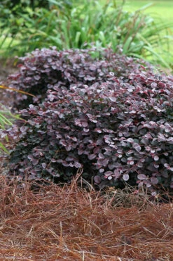 Purple Pixie Loropetalum - 6 Pack Of 1 Gallon Pots