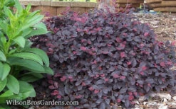 Purple Pixie Loropetalum - 1 Gallon Pot 15 Purple Pixie Loropetalum - 1 Gallon Pot -Wilson Bros Gardens Loropetalum Purple Pixie 12 4