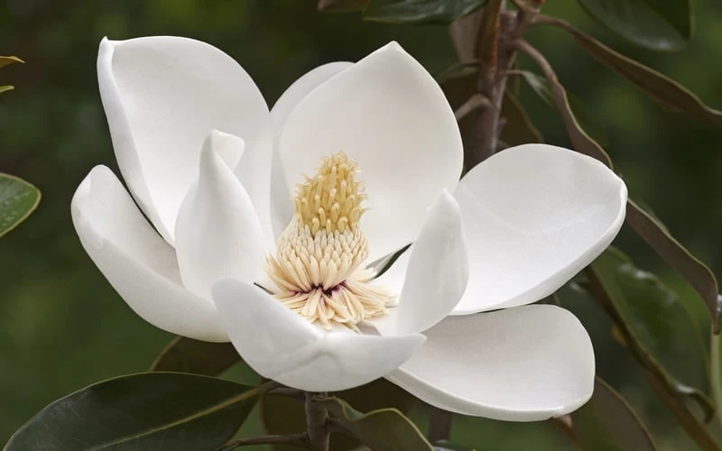 Alta Southern Magnolia - 5 Gallon Pot 5 Alta Southern Magnolia - 5 Gallon Pot - Image 5