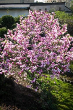 Betty Magnolia Tulip Tree - 3 Gallon Pot -Wilson Bros Gardens Magnolia Betty 7 1