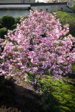 Betty Magnolia Tulip Tree - 3 Gallon Pot 12 Betty Magnolia Tulip Tree - 3 Gallon Pot -Wilson Bros Gardens Magnolia Betty 7 2