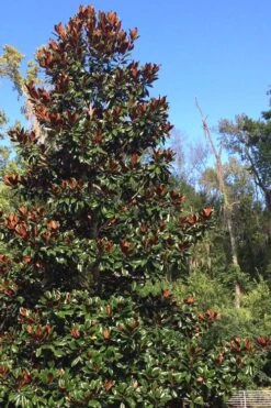 Brackens Brown Beauty Magnolia - 7 Gallon Pot (5-6') -Wilson Bros Gardens Magnolia Bracken Brown Beauty 500x750 1