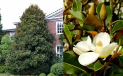 Brackens Brown Beauty Magnolia - 3 Gallon Pot -Wilson Bros Gardens Magnolia Brackens Brown Beauty 1 7