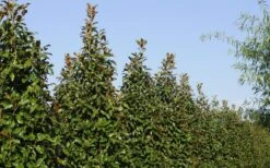 Brackens Brown Beauty Magnolia - 7 Gallon Pot (4-5') -Wilson Bros Gardens Magnolia Brackens Brown Beauty 6 6