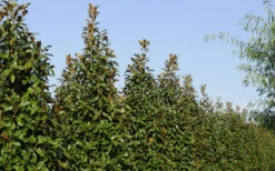 Brackens Brown Beauty Magnolia - 3 Gallon Pot -Wilson Bros Gardens Magnolia Brackens Brown Beauty 6 7