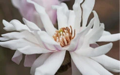 Centennial Star Magnolia - 3 Gallon Pot -Wilson Bros Gardens Magnolia Centennial 10 2