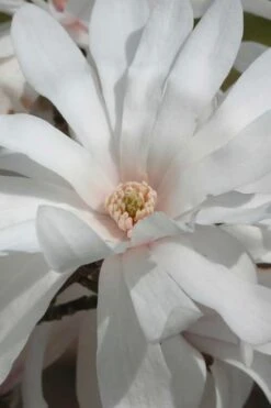 Centennial Star Magnolia - 1 Gallon Pot -Wilson Bros Gardens Magnolia Centennial 11 1