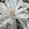 Centennial Star Magnolia - 3 Gallon Pot