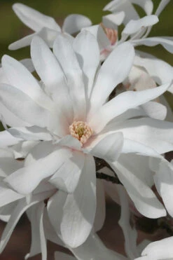 Centennial Star Magnolia - 1 Gallon Pot
