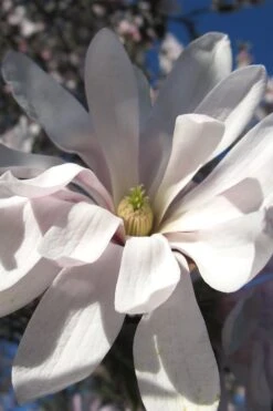 Centennial Star Magnolia - 1 Gallon Pot -Wilson Bros Gardens Magnolia Centennial 13 1