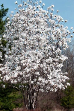 Centennial Star Magnolia - 3 Gallon Pot -Wilson Bros Gardens Magnolia Centennial 19 2
