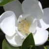 Claudia Wannamaker Southern Magnolia - 7 Gallon Pot (5-6')