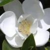 Claudia Wannamaker Southern Magnolia - 7 Gallon Pot (5-6')