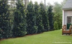 Claudia Wannamaker Southern Magnolia - 7 Gallon Pot (5-6') -Wilson Bros Gardens Magnolia Claudia Wannamaker 2 3