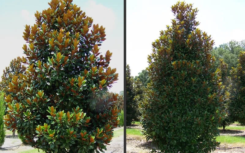 D. D. Blanchard Southern Magnolia - 1 Gallon Pot 5 D. D. Blanchard Southern Magnolia - 1 Gallon Pot - Image 5