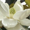 D. D. Blanchard Southern Magnolia - 7 Gallon Pot (4.5-5')