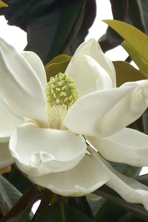 D. D. Blanchard Southern Magnolia - 5 Gallon Pot 1 D. D. Blanchard Southern Magnolia - 5 Gallon Pot