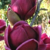 Genie Magnolia Tulip Tree - 7 Gallon Pot (3-4')