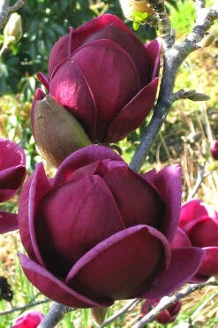 Genie Magnolia Tulip Tree - 7 Gallon Pot (5-6')