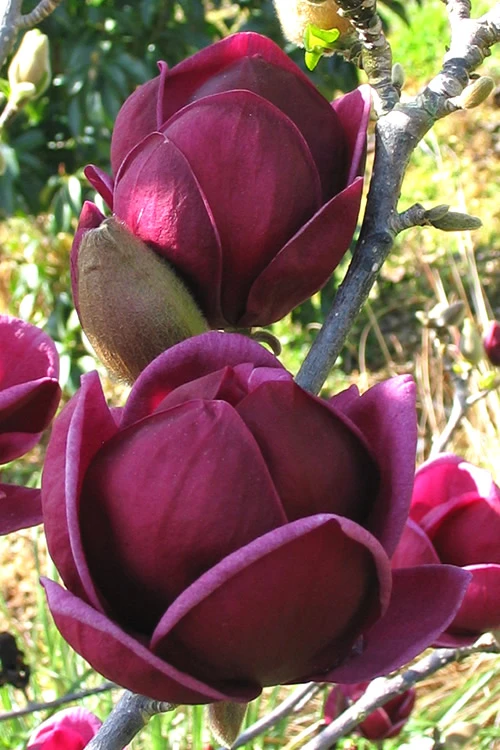 Genie Magnolia Tulip Tree - 7 Gallon Pot (5-6') 1 Genie Magnolia Tulip Tree - 7 Gallon Pot (5-6')