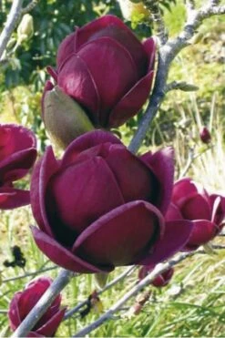 Genie Magnolia Tulip Tree - 3 Gallon Pot 17 Genie Magnolia Tulip Tree - 3 Gallon Pot -Wilson Bros Gardens Magnolia Genie 10 2