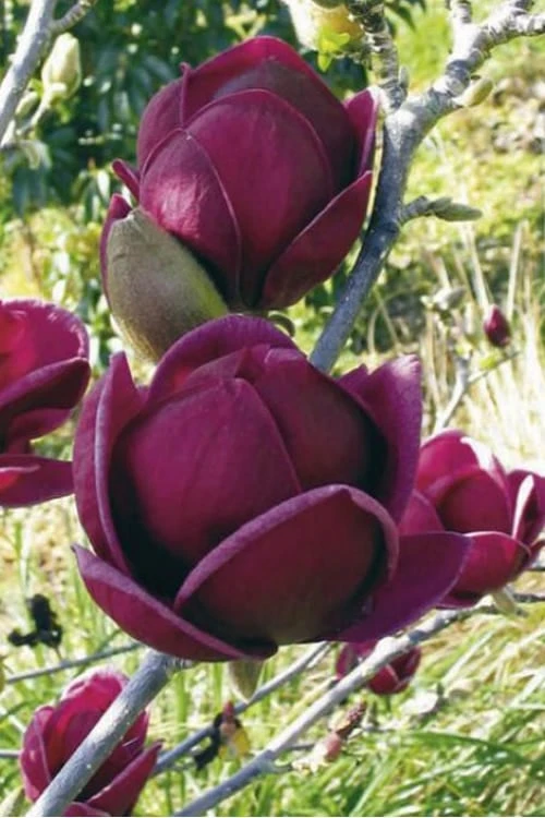 Genie Magnolia Tulip Tree - 3 Gallon Pot 9 Genie Magnolia Tulip Tree - 3 Gallon Pot - Image 9