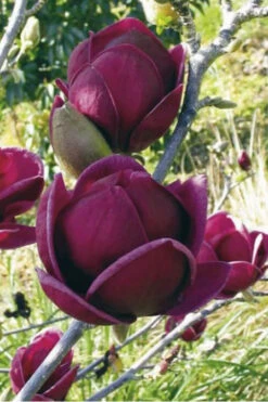 Genie Magnolia Tulip Tree - 7 Gallon Pot (5-6') 17 Genie Magnolia Tulip Tree - 7 Gallon Pot (5-6') -Wilson Bros Gardens Magnolia Genie 10 6