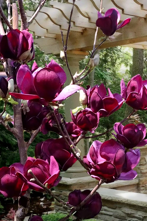 Genie Magnolia Tulip Tree - 7 Gallon Pot (5-6') 5 Genie Magnolia Tulip Tree - 7 Gallon Pot (5-6') - Image 5