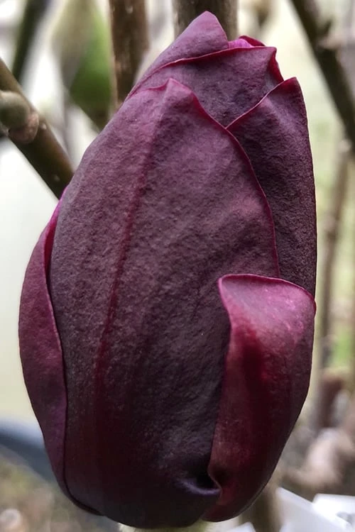 Genie Magnolia Tulip Tree - 7 Gallon Pot (6-7') 7 Genie Magnolia Tulip Tree - 7 Gallon Pot (6-7') - Image 7