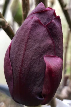 Genie Magnolia Tulip Tree - 5 Gallon Pot 15 Genie Magnolia Tulip Tree - 5 Gallon Pot -Wilson Bros Gardens Magnolia Genie 8