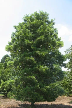 Green Shadow Sweetbay Magnolia Tree (Magnolia Virginiana) - 6 Pack Of 1 Gallon Pots -Wilson Bros Gardens Magnolia Green Shadow Sweetbay Mature 3