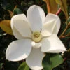 Kay Parris Southern Magnolia - 7 Gallon Pot (5.5-6.5')
