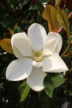 Kay Parris Southern Magnolia - 2 Gallon Pot