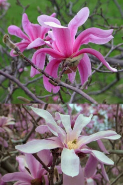 Leonard Messel Star Magnolia - 3 Gallon Pot -Wilson Bros Gardens Magnolia Leonard Messel 21 1